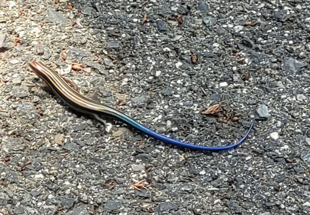 A Japanese Five-Lined Skink on stony ground.