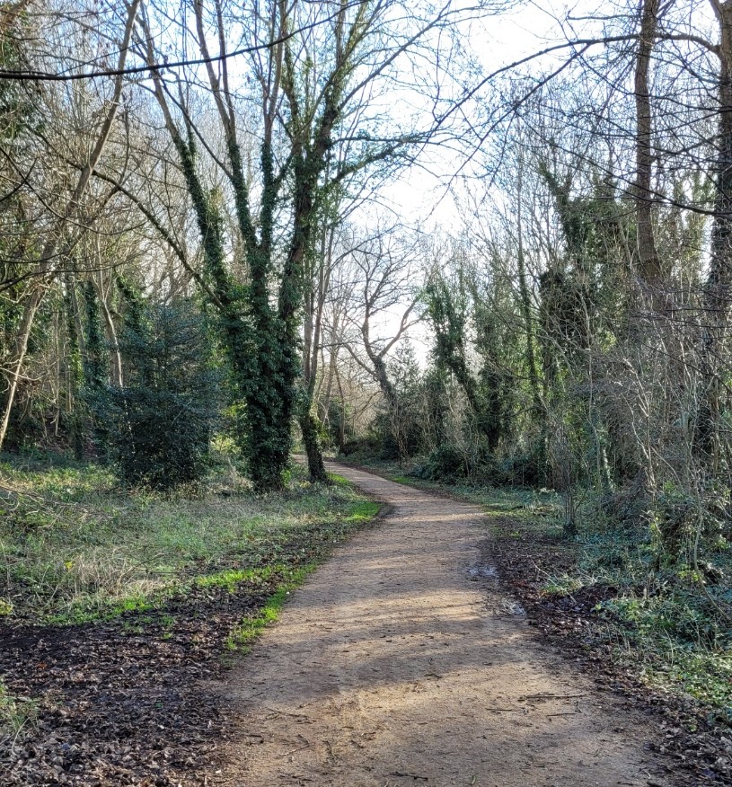 A path going through a wooded area.
